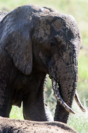 Kenya 2017