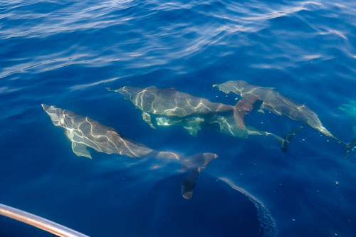 Diani 22