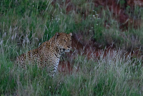 DSC_2132.jpg